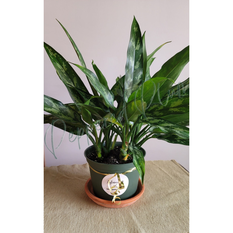 Aglaonema Maria 6"