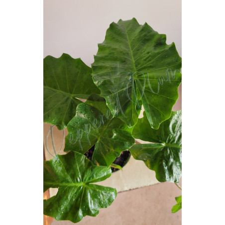 Alocasia Low Rider