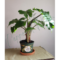 Alocasia Low Rider