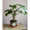 Alocasia Low Rider