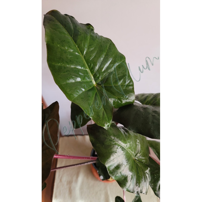 Alocasia Yucatan Princess