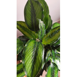 Calathea Beauty Star 6"