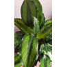 Calathea Beauty Star 6"