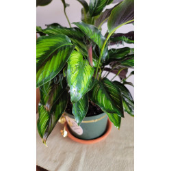 Calathea Beauty Star 6"