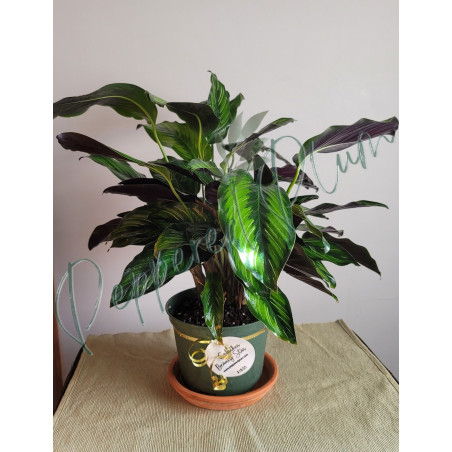 Calathea Beauty Star 6"