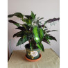 Calathea Beauty Star 6"